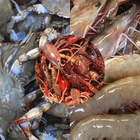captain sins wholesale seafood